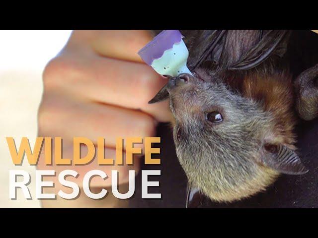 Flying Fox Bat Rescue | Saving Aussie Wildlife