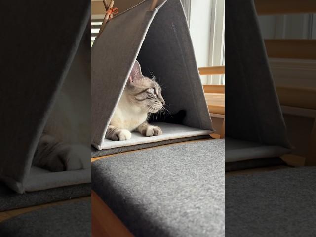 Surprising Leo with the New IKEA Cat House #leothelynxie #ikea #cat #ikeacanada