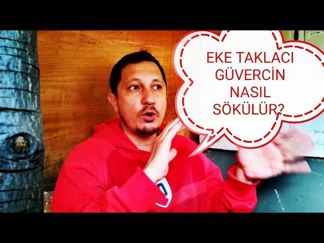 EKE OYUN KUŞU NASIL SÖKÜLÜR? |SEFERLİ GÜVERCİN|