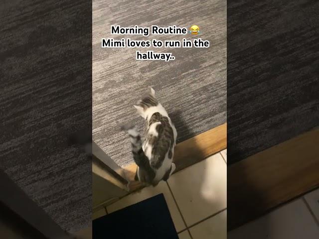 Mimi’s Morning Routine |Funny Cat  #cats #catvideos #catshorts  #shortvideo #shorts  #funnycats
