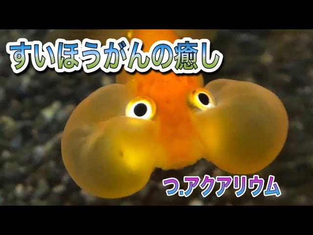 《水泡眼を飼ってみよう》 魚界最高峰の癒しを与えてくれる金魚^_^           我が家の飼育環境を紹介します