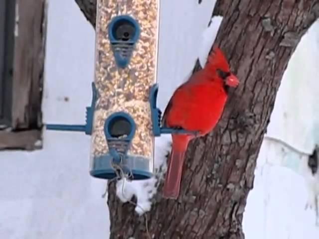 Cardinal Leaves the Church (Perch)