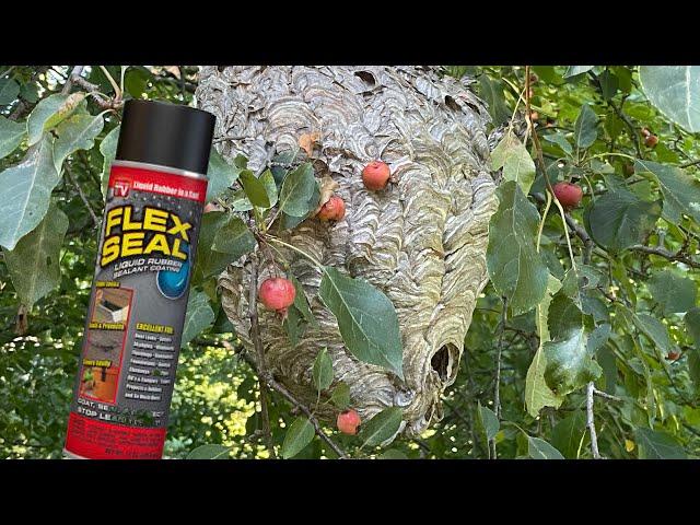 Flex seal vs Hornet nest can it stop a wasp swarm