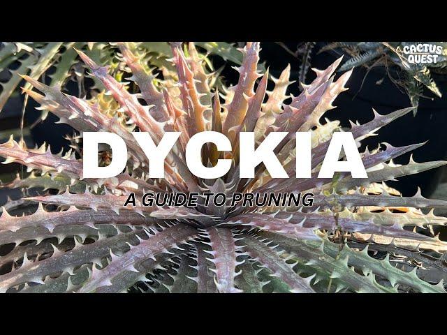 Giving plants from Brazil haircuts / Big Dykia energy #Pitcairnioideae + special guest