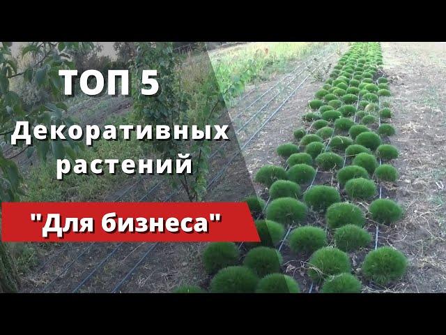 "ТОП - 5"  Декоративных растений для успешного начала бизнеса.