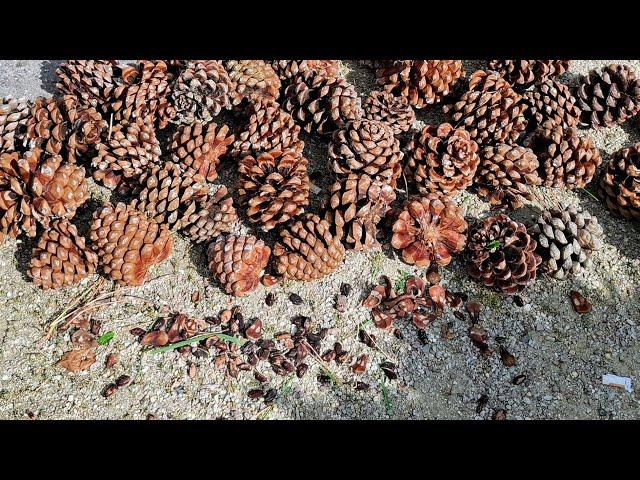 Big Domestic / Stone Pine (Pinus pinea) Harvest in Germany