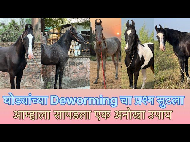 Horse deworming