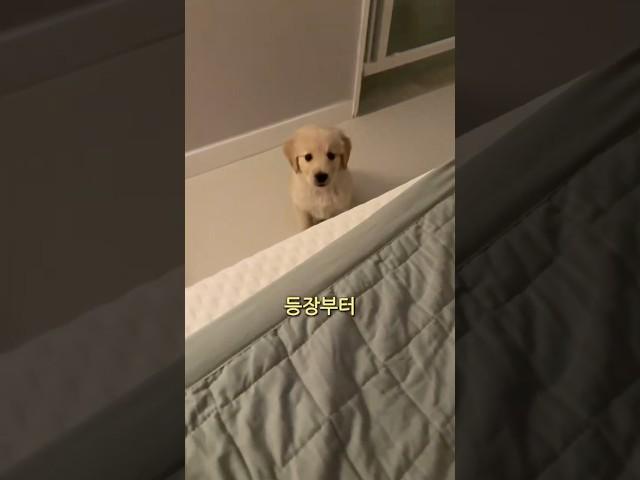 입지떨어진 우니 근황