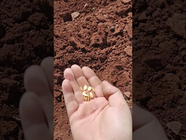 kavun ekimi (ocak usulü) melon plantation