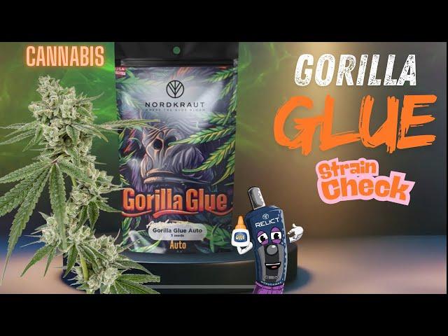 Gorilla Glue Auto – Strain Review - Die KRASSESTE Autoflower?  Anbau, Wirkung & Tipps!