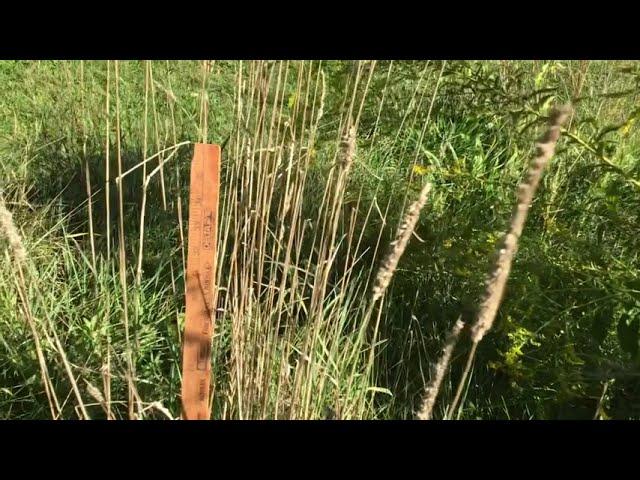 Phleum pratense / Common timothy and Dactylis glomerata / Orchard grass