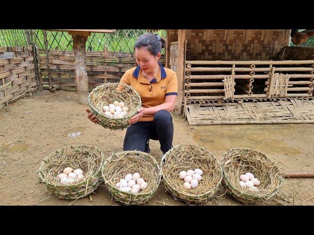 FULL VIDEO: Making nests for chickens to lay eggs - Harvest Sugar cane, Bananas, Melons market sell