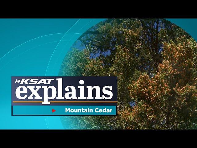 What is mountain cedar? KSAT Explains