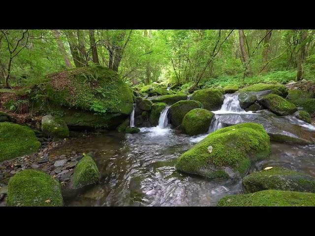 Tranquil Flowing Water Sounds and Birds Chirping for Stress Relief & Sleep