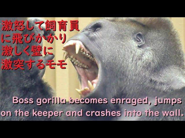 Gorilla Momotaro becomes enraged and leaps at the zookeeper, crashing violently into the wall.