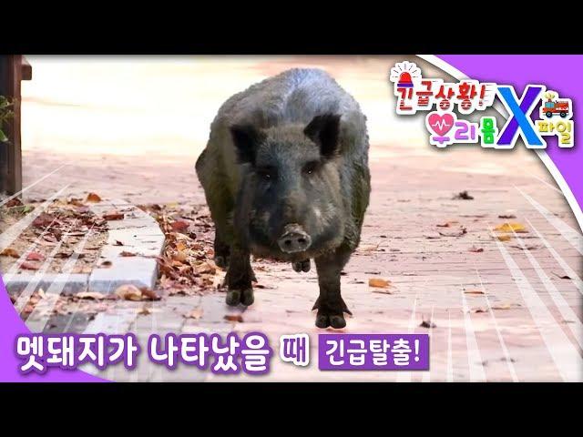 긴급상황 우리 몸 X파일 - 멧돼지가 나타났어요_#001