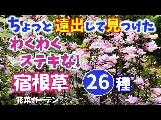 【ガーデニング】いつもとちょっと違う！わくわくステキな宿根草26種の紹介！初夏咲き！花菜ガーデン！園芸のプロから学ぶ！【神奈川県平塚市】Gardening