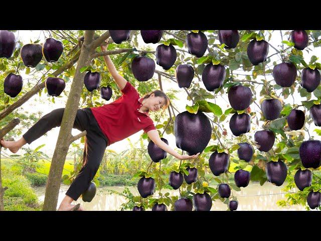 AMAZING!Harvest Black Pear Fruit Go to sell | The most unique fruit in the world | UR Lý Tiểu Luyến