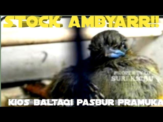 stock ambyarr!! kios baltaqi pasbur pramuka.