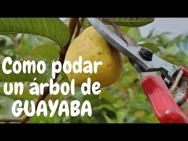 "Cómo Podar un Árbol de GUAYABA: Guía Paso a Paso para Maximizar la Producción"