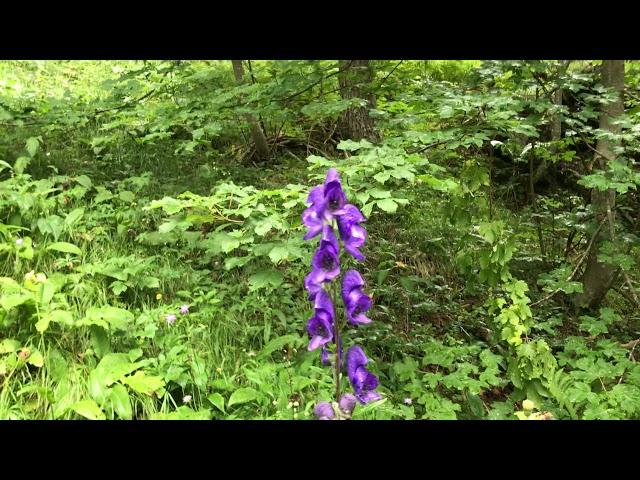 Aconitum napellus, Eisenhut