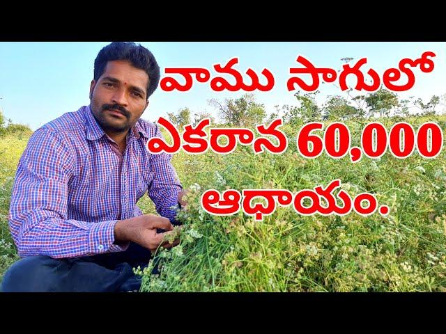 Ajwain cultivation || Vaamu Cultivation || Ajwain Farming || Indarapu Srinivas Rao