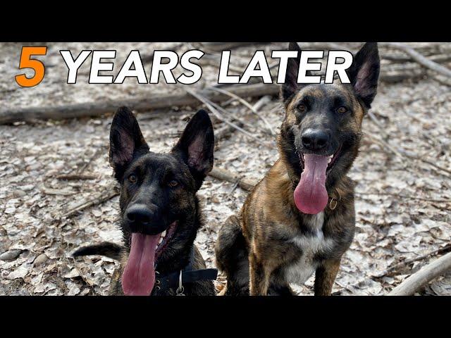 What I learned after 5 years of ownership with my Dutch Shepherd dogs..