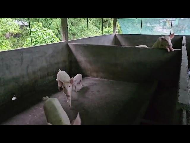 Upcoming start new pigg farm###Island view resort farming###