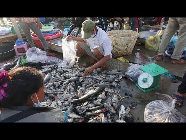 Amazing Morning Fish Market at Prek Phnov - Walking Tour Around Fish Market @Prek Phnov Bridge