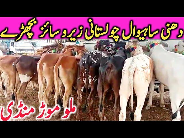 Malumor Mandi Jhang Dajili Dhani Sahiwal Cholistani Bachre 2023 || Global Village Farming