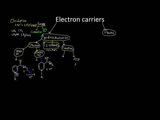 Electron Transporters NADH and FADH2