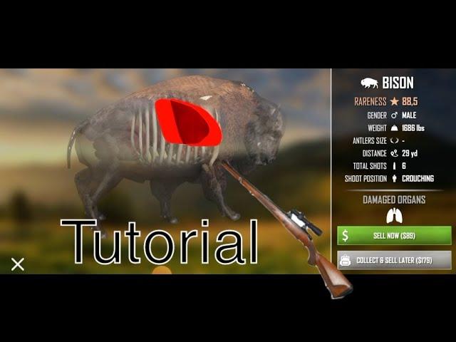 how to kill animal in American marksman