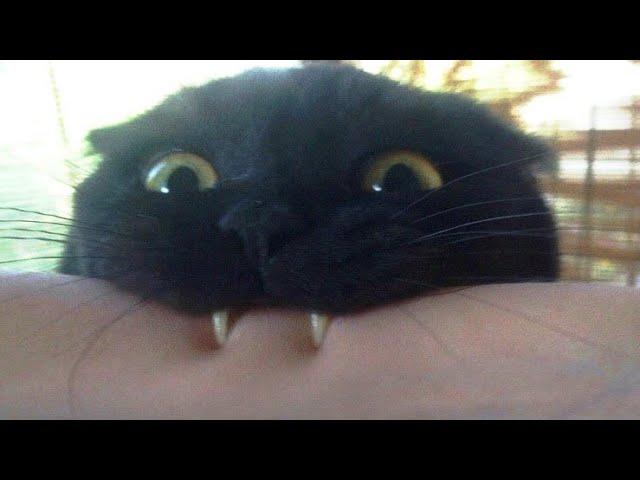 Funny cat videos Funny animal videos - Funny animals #89