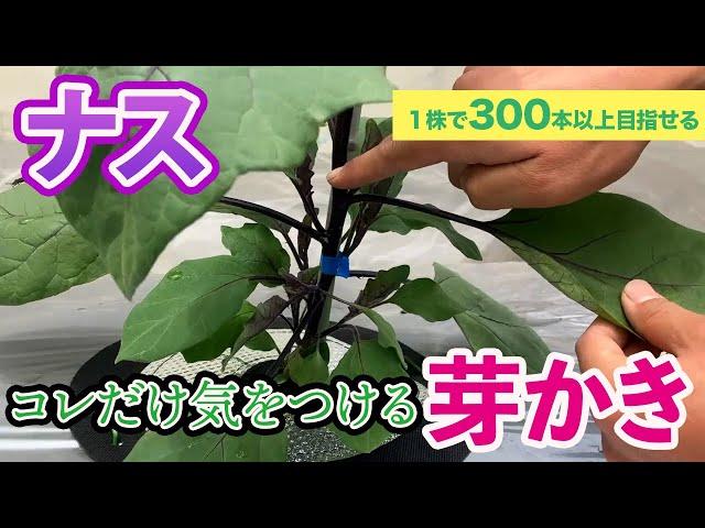 【ナス】最初の「芽かき」が今後を決めます。これだけには気をつけて芽かきしてください！