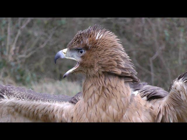 Hunting with The Bonelli's Eagle - First Season with The Colonel