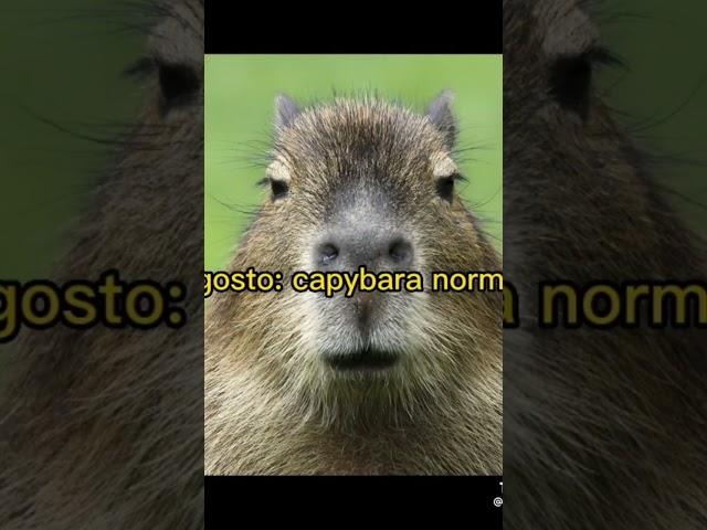 Que capybara eres según Tu mes De Nacimiento parte 2  (final) #capybara #viral #tiktok #shorts