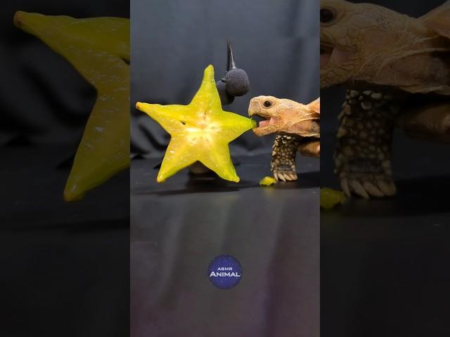ASMR Mukbang Eating Star Fruit ⭐ Turtle Tortoise