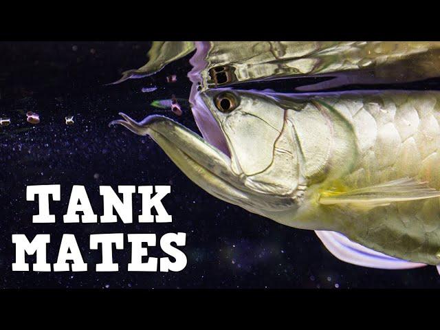 Top 10 Tank Mates For Arowanas