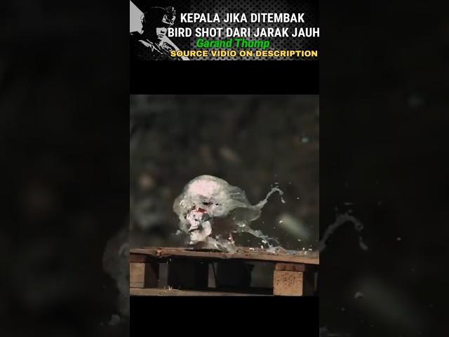 WOW BEGINILAH JIKA KEPALA DITEMBAK OLEH SHOTGUN DARI JARAK JAUH HINGGA DEKAT