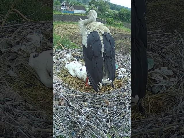 Лелека позіхає #лелекаГрицько #птахи #storks #birds