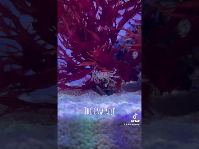 #reef2reef #aquarium #reefkeeper #coralaquarium #reefpack #nanoaquarium #aquascape #reefkeeping