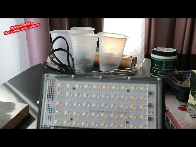 Ecru Grow Light Unboxing and Review The Canadian Urban Gardener