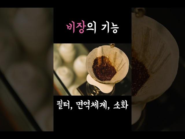 짧은 간호지식 비장 spleen의 역할, 기능을 알아보자