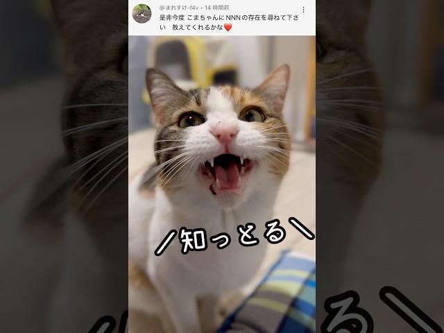 おしゃべり小町。質問にお答えします！ #保護猫 #三毛猫 #三毛小町 #ミケノコマチ #みけこま #おしゃべり小町