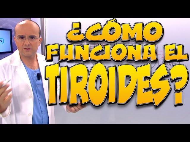 TIROIDES, ¿cómo funciona? - Cuerpo Humano #4