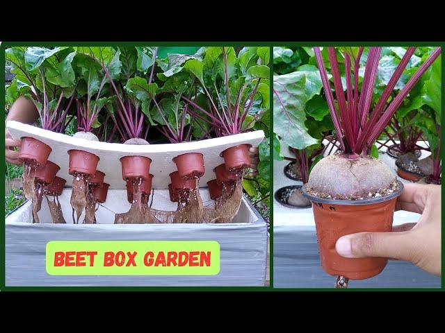 BEET BOX GARDEN! Grow Hydroponic BEETS Kratky Method | Hydroponic Farming At Home