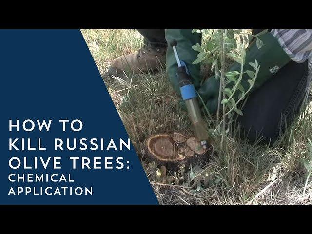 How to Kill Russian Olive Trees: Chemical Application