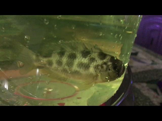 Bought New Spotted Fish