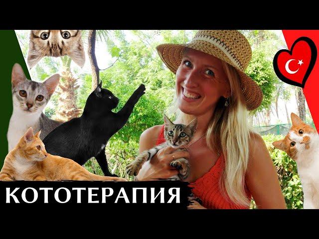 PARK OF CATS, ALANYA, TURKEY | How cats live in Turkey | Kedi parkı 2020 | ENG SUBS