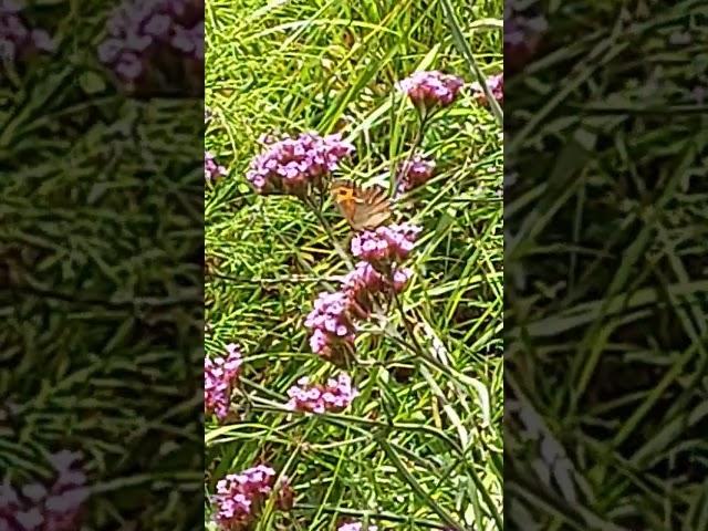 Butterfly arran brown or Erebia ligea in Dalarna Sweden #butterflies #butterfly #flowers